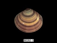 藏品(圓盤蛤)的圖片